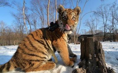 В Приморском сафари-парке тигренок Шерхан подружился с барсуком