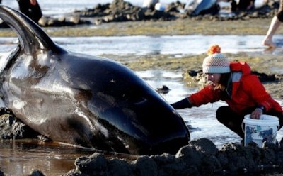 На берег Новой Зеландии выбросились еще 200 черных дельфинов-гринд