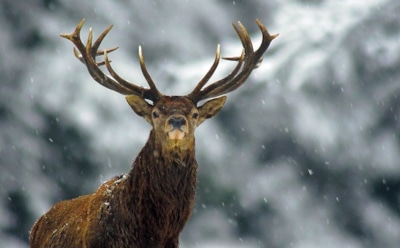 Полицейские поймали гулявшего по Санкт-Петербургу оленя