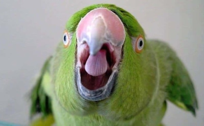 Перепевший Рианну и Эминема попугай "взорвал" Сеть