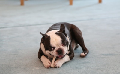 Новой звездой Сети стала собака президента Финляндии Саули Ниинисте