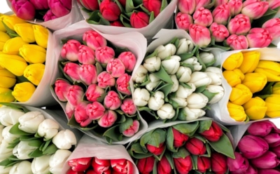 Россельхознадзор накануне 8 марта сжег 5000 зараженных вирусом цветов