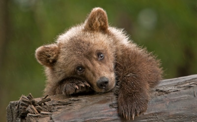 В Приморье в сарае нашли брошенного гималайского медвежонка