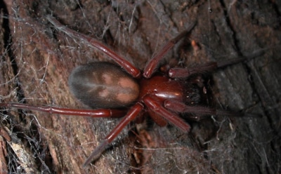 Опасный яд пауков способен лечить последствия инсульта - ученые