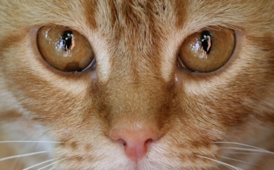 "Боря, отдай булку!": голодный кот из приюта стал звездой Сети