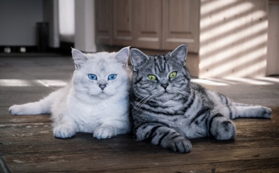 "Любовь или эгоизм": определено истинное отношение кошек к людям