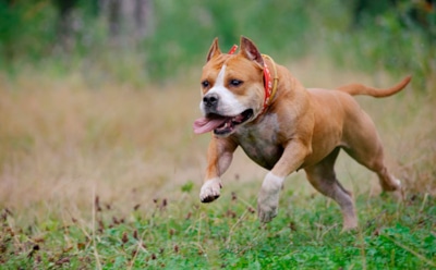 В Лондоне бультерьер загрыз хозяина во время съемок фильма для ВВС