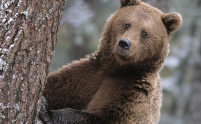 Мэр Троицка запретил выгуливать медведей на улицах города