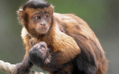 В Московском зоопарке родился детеныш капуцина плаксы