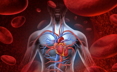 "Излишки организма": ученые назвали пять ненужных человеку органов