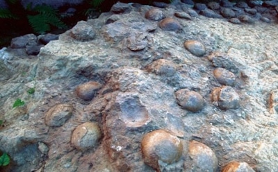 «Пасхальный сюрприз»: в Аргентине найдены яйца динозавров