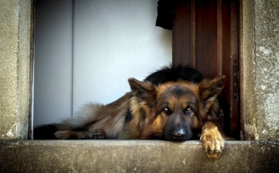 Житель Украины спас собаку, закрыв её от выстрелов собственным телом