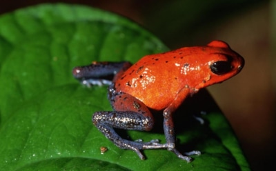 "Лекарство от гриппа": лягушки спасут человечество от опасного вируса