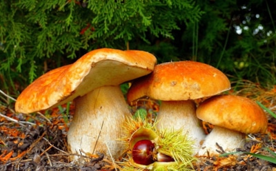 Грибы являются мощным средством от рака - ученые