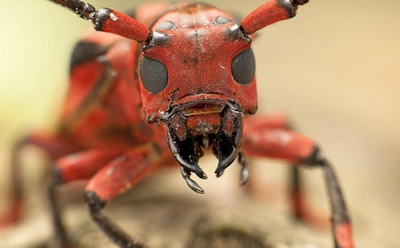 Интересные факты о муравьях