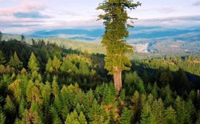 Самое высокое дерево