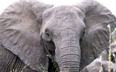 Сколько весит слон