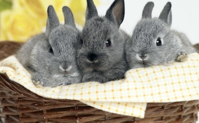 Интересные факты о кроликах