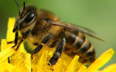 Интересные факты о пчелах