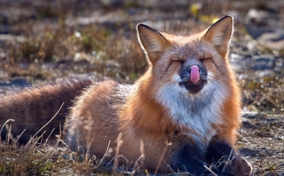 Интересные факты о лисах