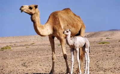 Факты о верблюдах