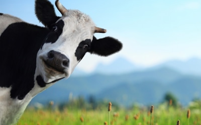 Интересные факты о коровах