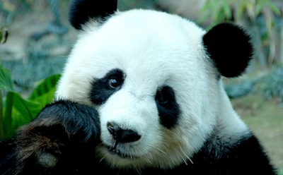 Интересные факты о пандах
