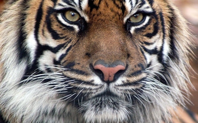 Интересные факты о тиграх