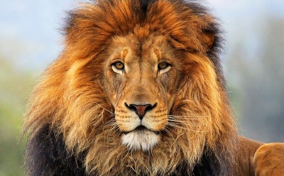 Интересные факты о львах