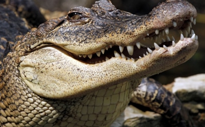 Интересные факты о крокодилах