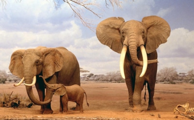 Интересные факты о слонах