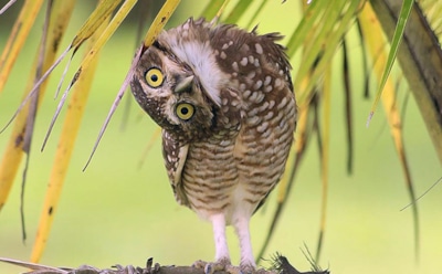 Интересные факты о совах