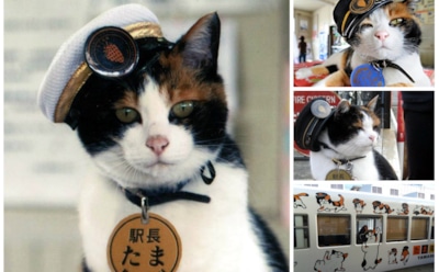 29 апреля - 18 лет со дня рождения кошки-станционного смотрителя Тамы