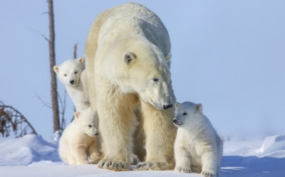 В Австралии впервые сняли на камеру новорожденных белых медвежат