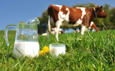 Роспотребнадзор предупредил россиян об опасности сырого молока