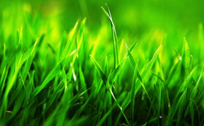Почему трава зеленая