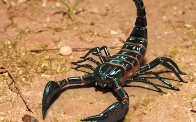 Факты о скорпионах