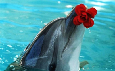 Интересные факты о дельфинах