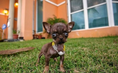 Самые маленькие породы собак