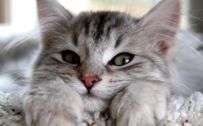 "Аллергия на людей": хозяева могут вызывать аллергические реакции у кошек