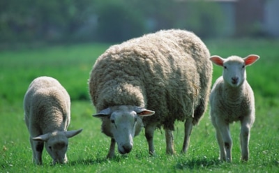 В Турции нашли овцу-мутанта с челюстью в ушной раковине