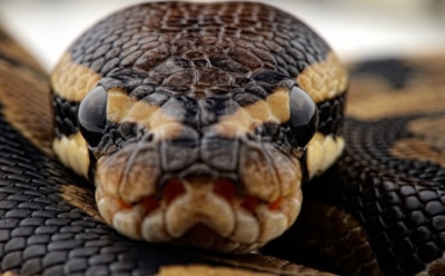 Пятиметровый питон обнаружен на Дмитровском шоссе в Москве