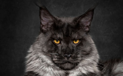 Все о породе Мейн Кун