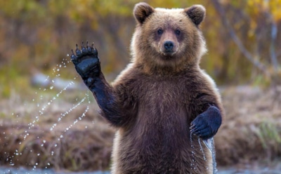 Интересные факты о медведях