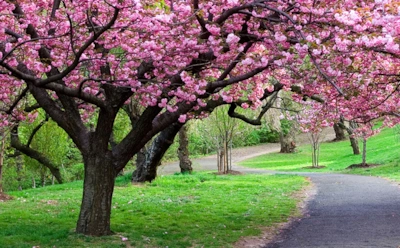 Интересные факты о деревьях