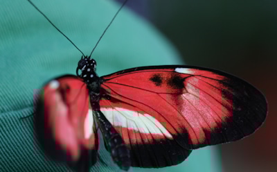 Интересные факты о насекомых