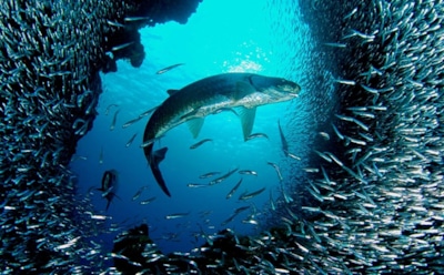 Интересные морские факты