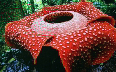 ТОП 10 самых необычных растений