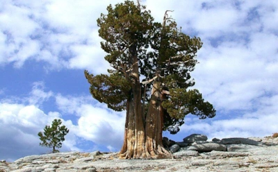 ТОП 10 старых деревьев в мире