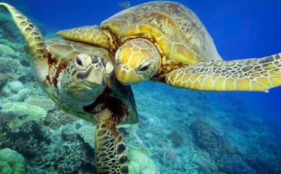 Интересные факты о черепахах